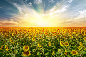 poster-print-a-field-full-of-sunflowers