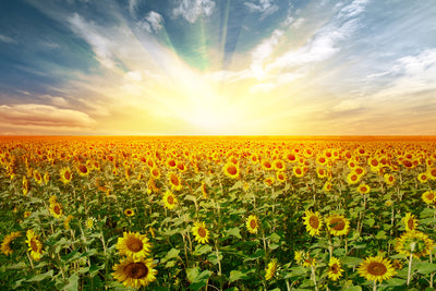 poster-print-a-field-full-of-sunflowers