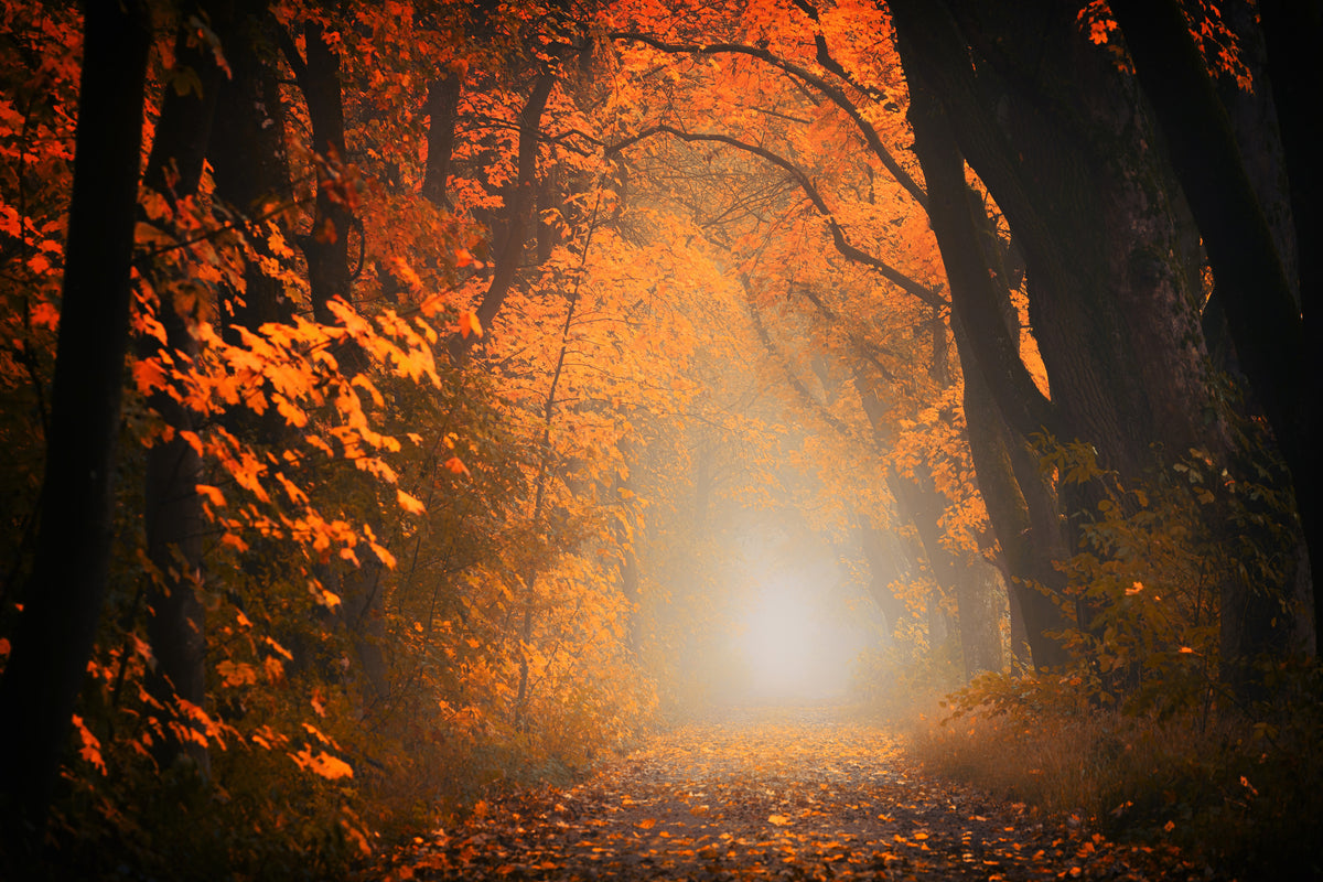 modern-3-piece-canvas-print-autumn-light-in-the-forest
