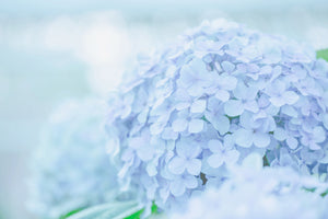 modern-3-piece-aluminium-print-the-hydrangea