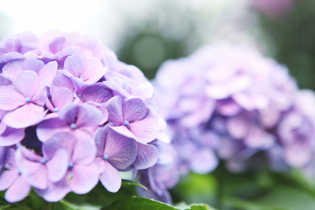 aluminium-print-hydrangeas