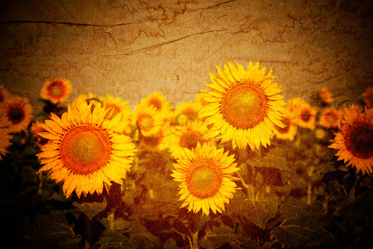 canvas-print-retro-sunflower