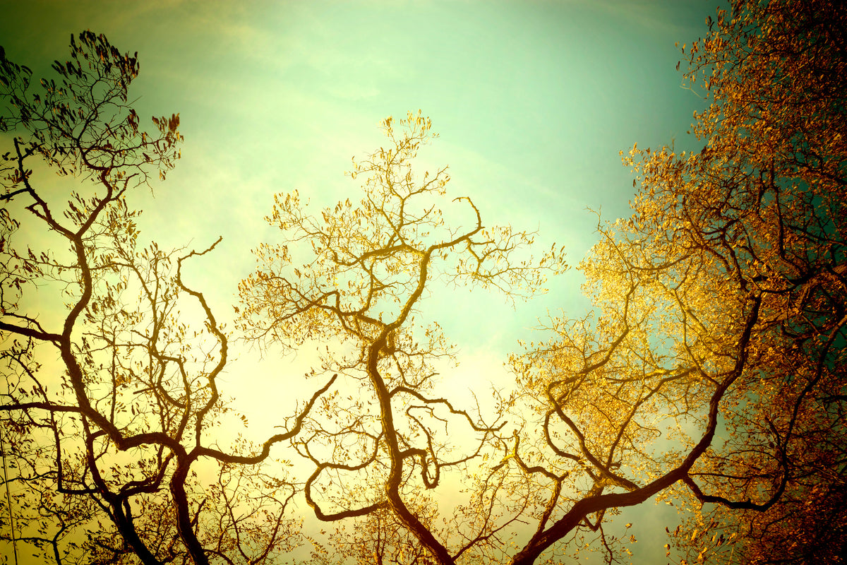 modern-3-piece-aluminium-print-autumn-trees-ii