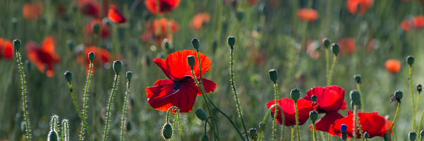panoramic-3-piece-canvas-print-wild-poppy-panorama