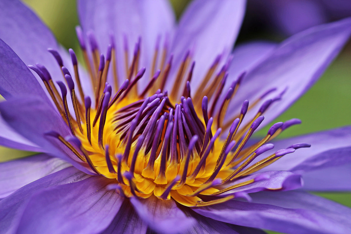 framedcanvas-print-xxl-water-lily-in-purple