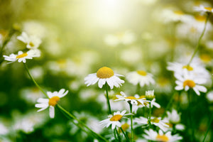 3-piece-aluminium-print-the-daisy