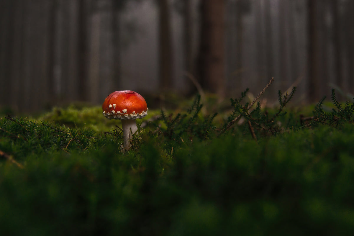 acrylic-print-a-mushroom-in-the-forest