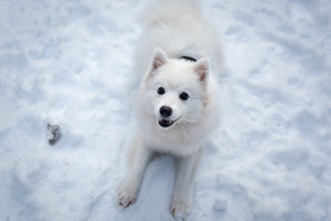 3-piece-aluminium-print-dogs-joy-in-the-snow