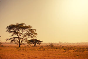 poster-print-pastures-in-kenya