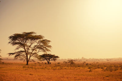 poster-print-pastures-in-kenya