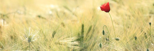 panoramic-aluminium-print-a-poppy-panorama