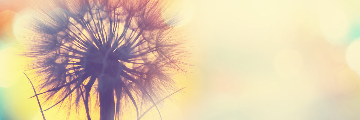 panoramic-acrylic-print-the-dandelion-in-the-light-panorama
