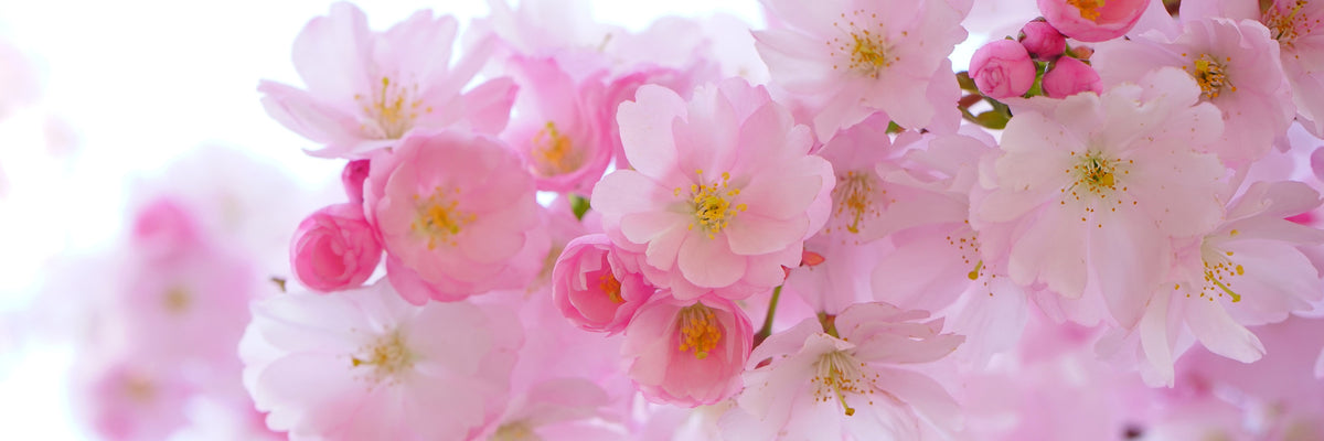 panoramic-aluminium-print-japanese-cherry-blossom-xl-panorama