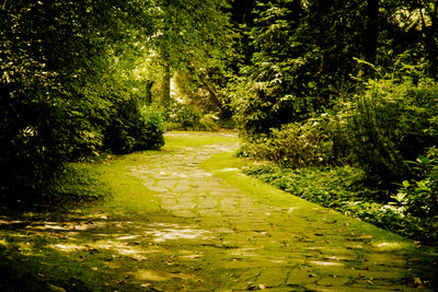 poster-print-moss-covered-path