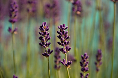poster-print-lavender-in-xl