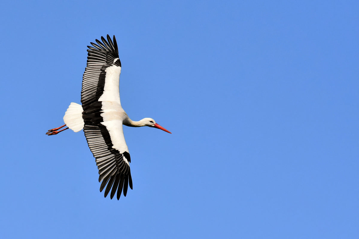 3-piece-aluminium-print-the-stork-in-action