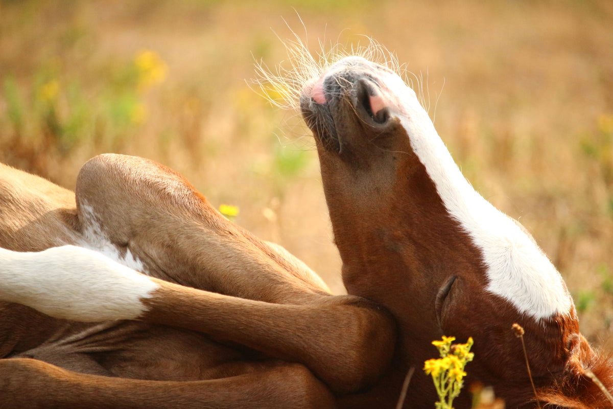 framedposter-print-the-sleeping-horse