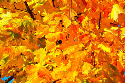 poster-print-autumn-leaves-ii