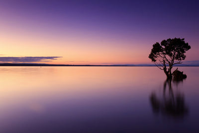 poster-print-sunset-on-the-tree-in-the-water