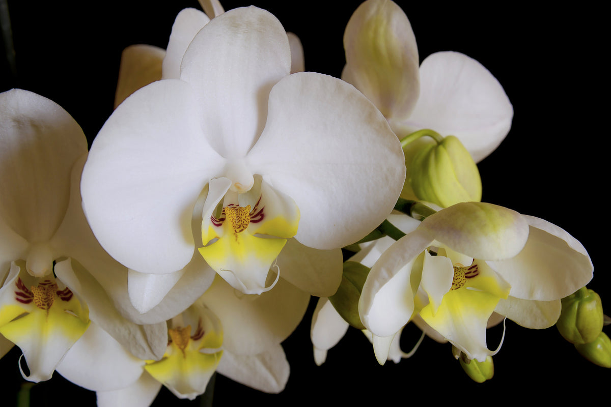 aluminium-print-white-orchids-in-bloom