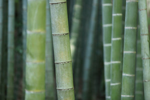 3-piece-acrylic-print-bamboo-in-xxl