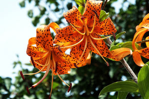 3-piece-canvas-print-the-wild-tiger-lilies