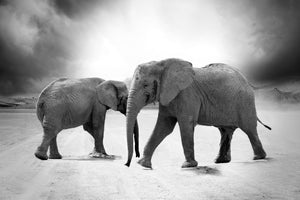 3-piece-acrylic-print-2-elephants-sw