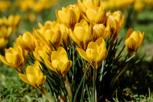 modern-3-piece-canvas-print-crocuses-in-spring