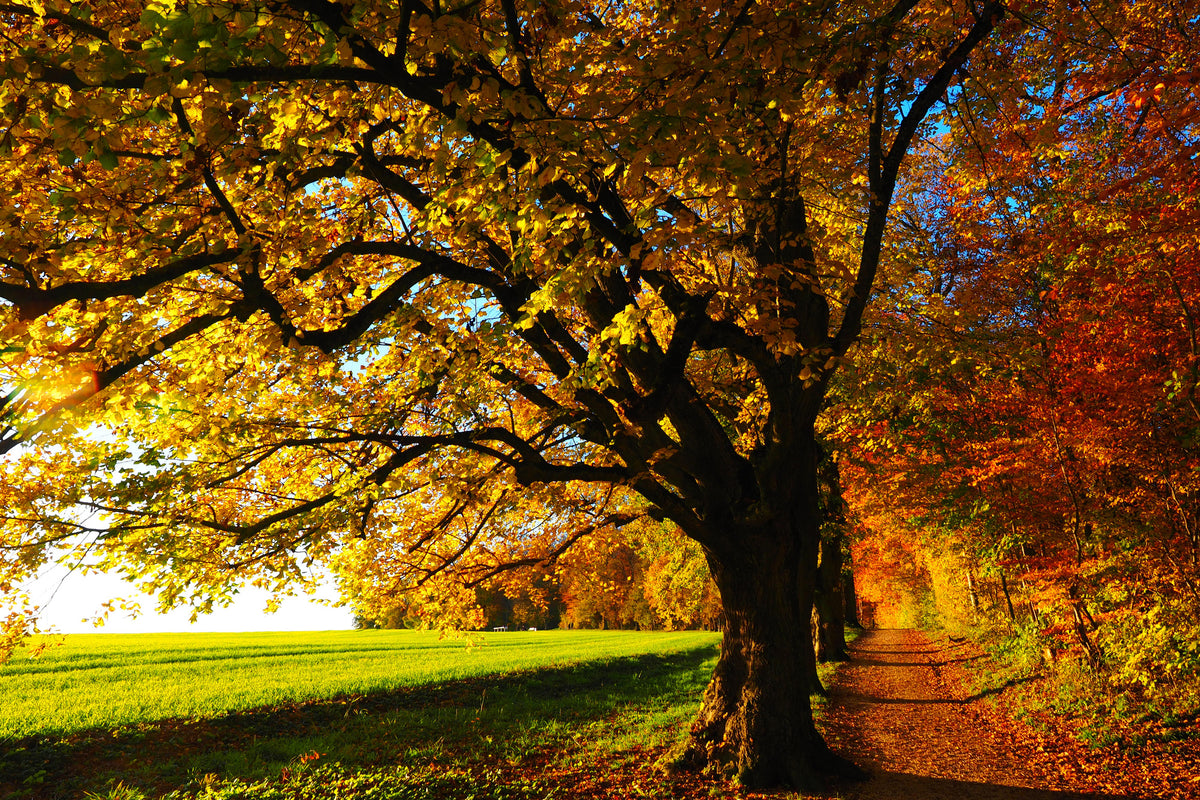 framedcanvas-print-trees-in-the-autumn