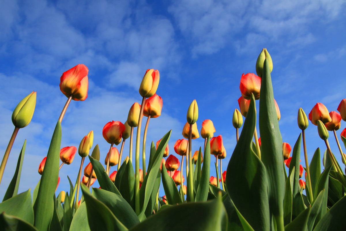 3-piece-canvas-print-tulips-tower-to-the-sky