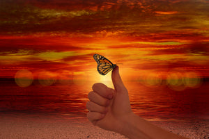 aluminium-print-the-butterfly-in-the-evening-light