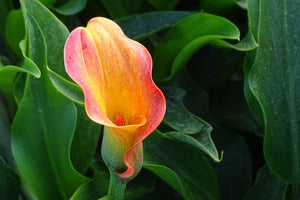 framedcanvas-print-wild-calla