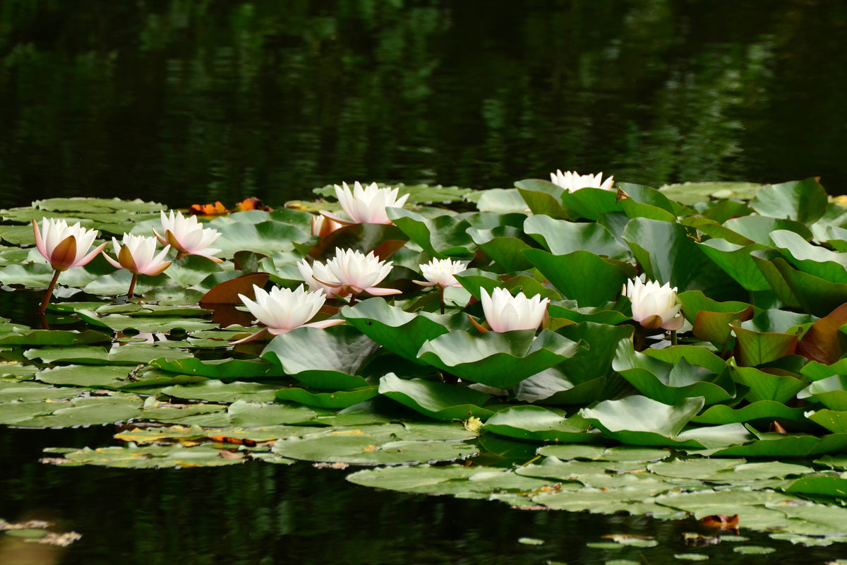 framedposter-print-a-field-full-of-water-lilies
