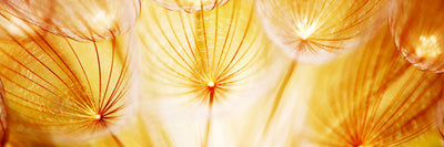 panoramic-poster-print-close-up-dandelion-in-light-panorama