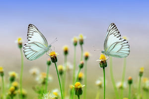 poster-print-2-butterflies