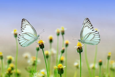poster-print-2-butterflies