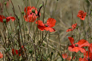 framedposter-print-the-poppy-in-nature