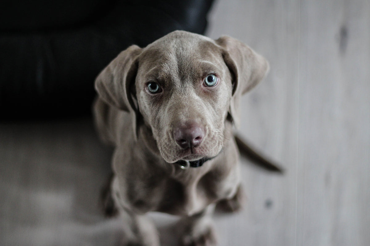 canvas-print-the-weimaraner