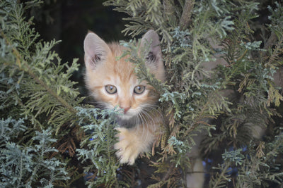poster-print-tiger-kitten