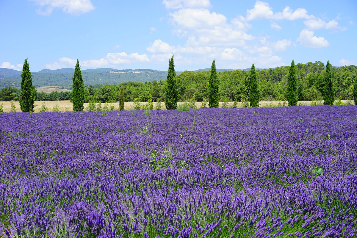 framedposter-print-magnificent-lavender-field