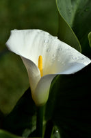 canvas-print-white-calla-with-morning-dew