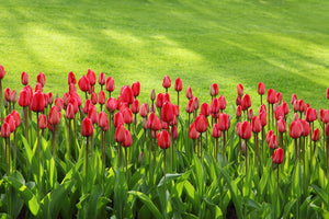 canvas-print-red-tulip-field-in-the-sunlight