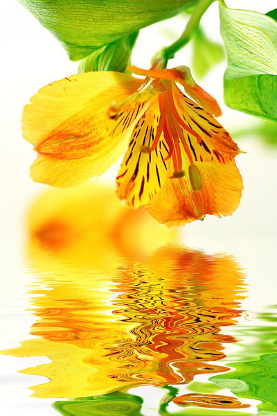 poster-print-flowing-orchid-flower