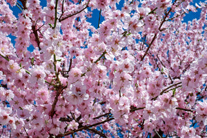 3-piece-acrylic-print-the-japanese-cherry