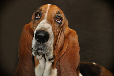 poster-print-typical-basset