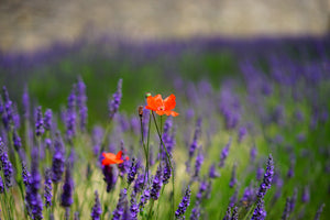 acrylic-print-poppy-in-the-lavender