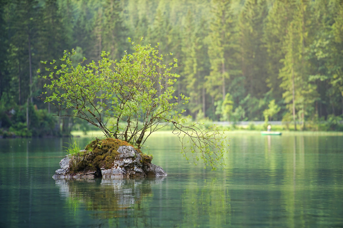 canvas-print-the-pond-in-the-forest