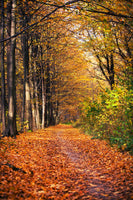 canvas-print-deciduous-forest-in-autumn-light