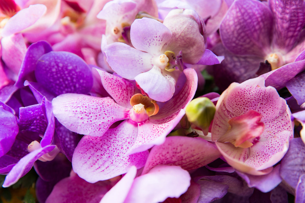 3-piece-acrylic-print-orchid-paradise