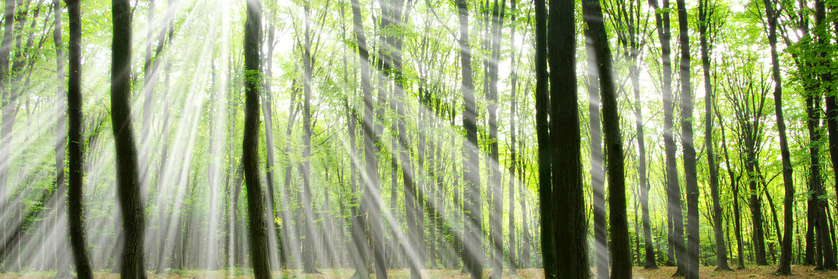 panoramic-3-piece-canvas-print-magic-light-in-the-trees-panorama
